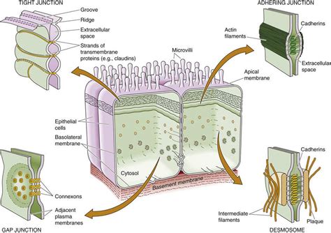 basolateral|Basal Cell .